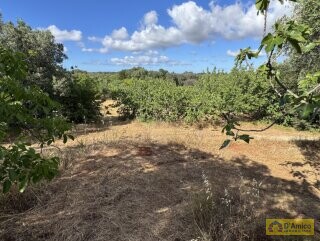 foto immobile Progetto per villa moderna con piscina e antichi trulli ad Ostuni n. 27