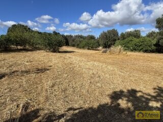 foto immobile Progetto per villa moderna con piscina e antichi trulli ad Ostuni n. 29