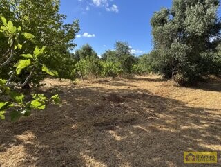 foto immobile Progetto per villa moderna con piscina e antichi trulli ad Ostuni n. 31