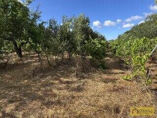 foto immobile Progetto per villa moderna con piscina e antichi trulli ad Ostuni n. 32