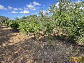 foto immobile Progetto per villa moderna con piscina e antichi trulli ad Ostuni n. 33
