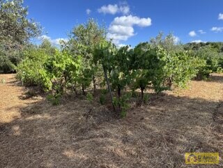 foto immobile Progetto per villa moderna con piscina e antichi trulli ad Ostuni n. 34