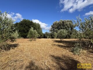 foto immobile Progetto per villa moderna con piscina e antichi trulli ad Ostuni n. 35