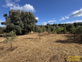 foto immobile Progetto per villa moderna con piscina e antichi trulli ad Ostuni n. 36