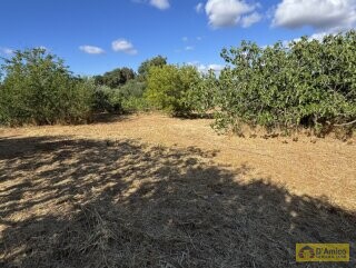 foto immobile Progetto per villa moderna con piscina e antichi trulli ad Ostuni n. 40