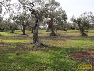 foto immobile Terreno Vista Mare con Autorizzazioni per Luminosa Villa con Piscina n. 8