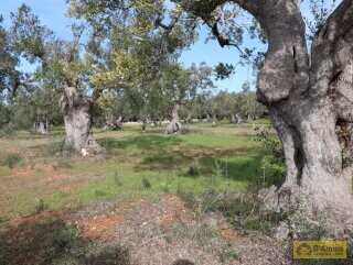 foto immobile Terreno Vista Mare con Autorizzazioni per Luminosa Villa con Piscina n. 16