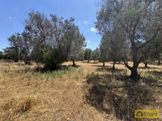 foto immobile Lussuosa Villa con Piscina, chiavi in mano, a Carovigno (BR) n. 22