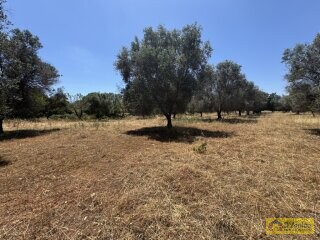 foto immobile Lussuosa Villa con Piscina, chiavi in mano, a Carovigno (BR) n. 24