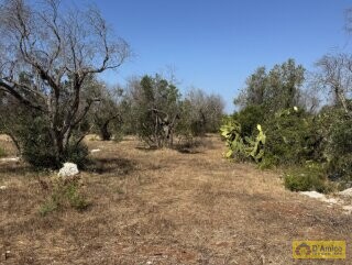 foto immobile Terreno con Progetto approvato per Villa e Piscina a Torre Vado n. 30