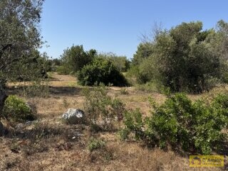 foto immobile Terreno con Progetto approvato per Villa e Piscina a Torre Vado n. 29