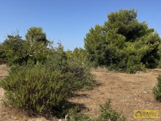 foto immobile Terreno con Progetto approvato per Villa e Piscina a Torre Vado n. 26