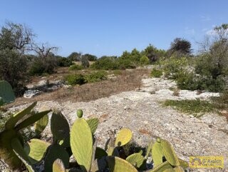 foto immobile Terreno edificabile per villa con piscina, più 2 pajare, a 2 km dal mare n. 12