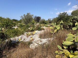 foto immobile Terreno edificabile per villa con piscina, più 2 pajare, a 2 km dal mare n. 13