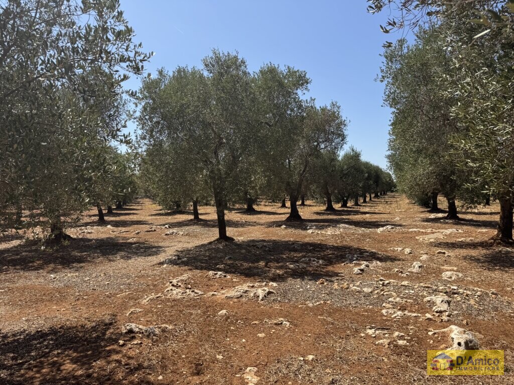 foto immobile Terreno per Tenuta con grande Villa con piscina a Carovigno (BR) n. 9
