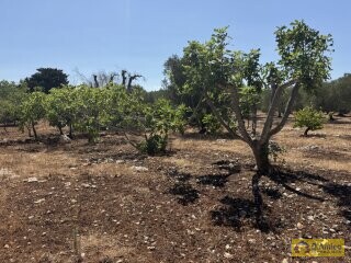 foto immobile Terreno per Tenuta con grande Villa con piscina a Carovigno (BR) n. 10