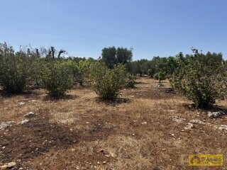 foto immobile Terreno per Tenuta con grande Villa con piscina a Carovigno (BR) n. 11