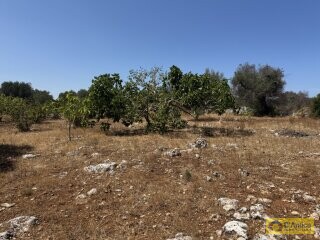 foto immobile Terreno per Tenuta con grande Villa con piscina a Carovigno (BR) n. 12