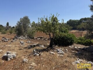 foto immobile Terreno per Tenuta con grande Villa con piscina a Carovigno (BR) n. 13