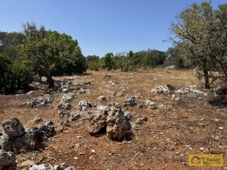 foto immobile Terreno per Tenuta con grande Villa con piscina a Carovigno (BR) n. 14