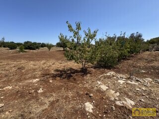 foto immobile Terreno per Tenuta con grande Villa con piscina a Carovigno (BR) n. 16