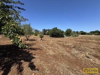foto immobile Terreno per Tenuta con grande Villa con piscina a Carovigno (BR) n. 18