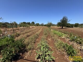 foto immobile Terreno per Tenuta con grande Villa con piscina a Carovigno (BR) n. 19