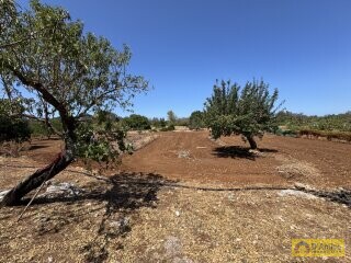 foto immobile Terreno per Tenuta con grande Villa con piscina a Carovigno (BR) n. 21
