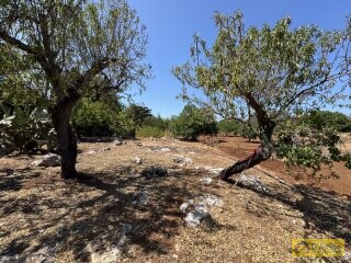 foto immobile Terreno per Tenuta con grande Villa con piscina a Carovigno (BR) n. 22