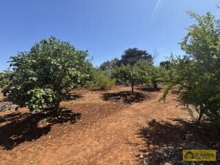 foto immobile Terreno per Tenuta con grande Villa con piscina a Carovigno (BR) n. 23