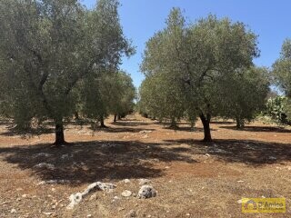 foto immobile Terreno per Tenuta con grande Villa con piscina a Carovigno (BR) n. 3