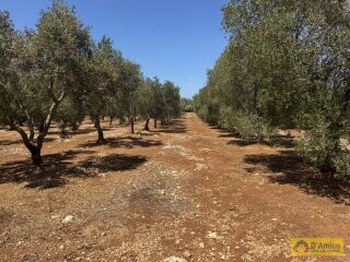 foto immobile Terreno per Tenuta con grande Villa con piscina a Carovigno (BR) n. 4