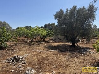foto immobile Terreno per Tenuta con grande Villa con piscina a Carovigno (BR) n. 9