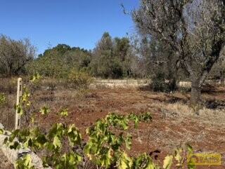 foto immobile Moderna Villa con piscina e Trullo a Carovigno n. 31